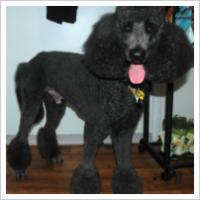 Copyright Darwin Pet Spa 2012